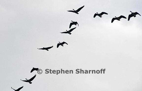 geese flying 2 graphic